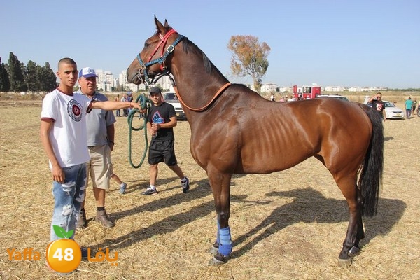 horse race 0602 (48).JPG